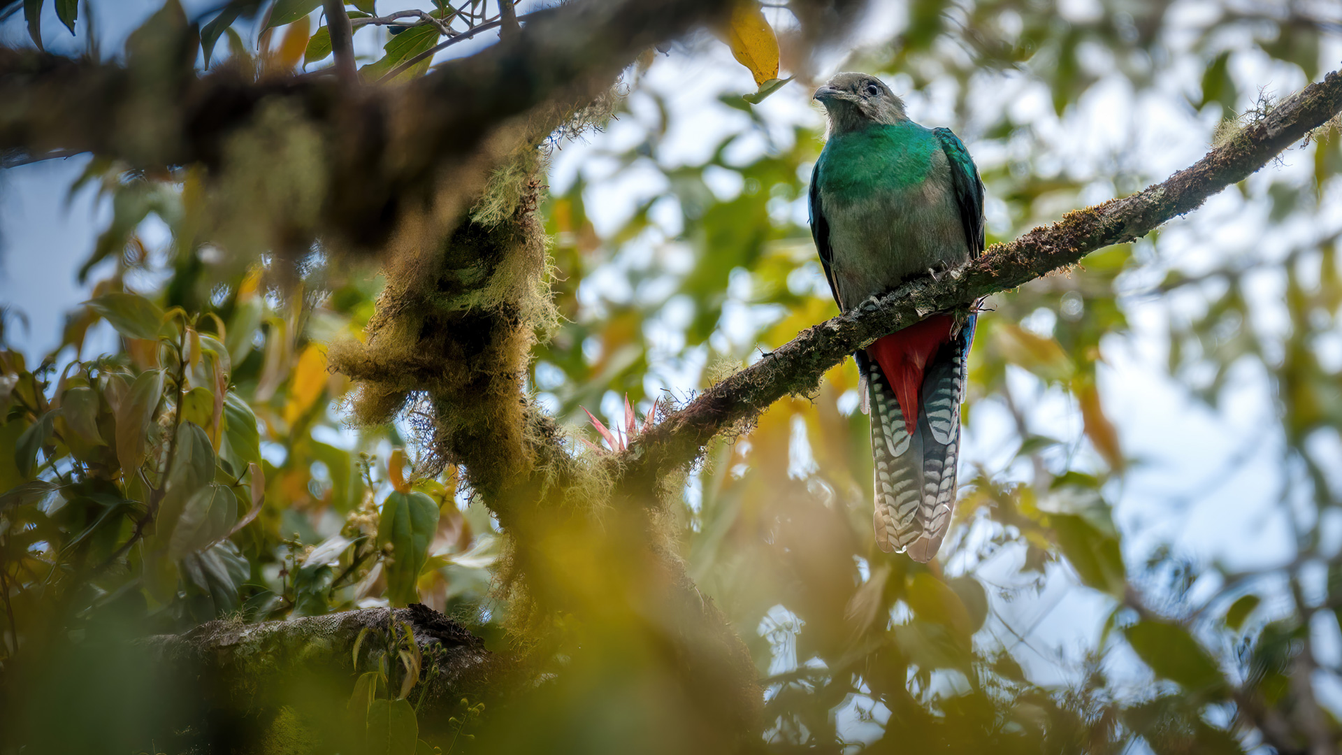 Weiblicher Quetzalvogel
